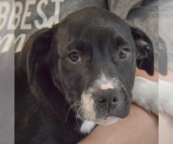 Medium Photo #2 American Staffordshire Terrier-Labrador Retriever Mix Puppy For Sale in Huntley, IL, USA