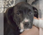 Small #1 American Staffordshire Terrier-Labrador Retriever Mix