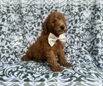 Small #7 Goldendoodle (Miniature)