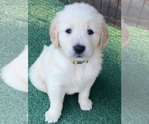 Golden Retriever Puppy for Sale in CLOVERDALE, California USA
