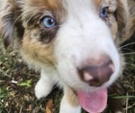 Small Photo #11 Australian Shepherd Puppy For Sale in MABEL, MN, USA