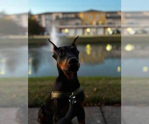 Doberman Pinscher Puppy for sale in RICHMOND, VA, USA