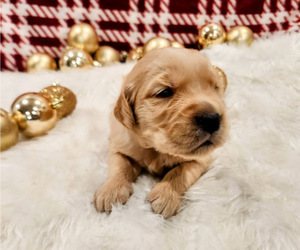 Golden Retriever Puppy for sale in ELMER, NJ, USA