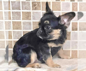 French Bulldog Puppy for sale in KEY BISCAYNE, FL, USA