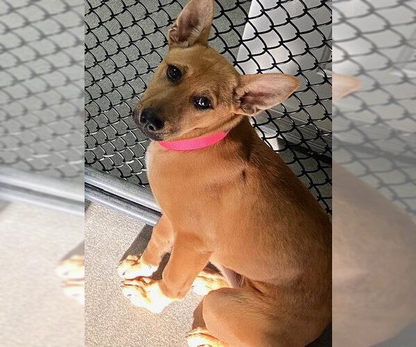 Medium Photo #1 Mutt Puppy For Sale in Sterling, MA, USA