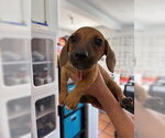 Small #4 Dachshund Mix