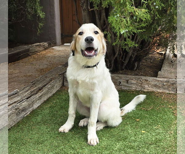 Medium Photo #4 Australian Shepherd-Great Pyrenees Mix Puppy For Sale in Albuquerque, NM, USA