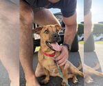 Small #5 Mutt