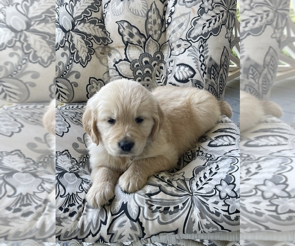 Medium Photo #13 Golden Retriever Puppy For Sale in FAIR PLAY, SC, USA