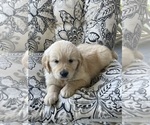 Small #12 Golden Retriever