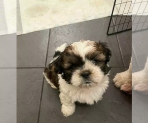 Mal-Shi Puppy for sale in BUFFALO, NY, USA