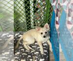 Small #2 Chihuahua Mix