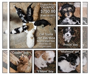 Cavapoo Puppy for Sale in FORTUNA, California USA