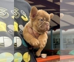 Small Photo #7 French Bulldog Puppy For Sale in RIVER GROVE, IL, USA