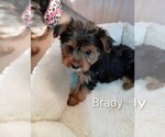 Small #1 Yorkshire Terrier