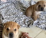Small #12 Chinese Shar-Pei