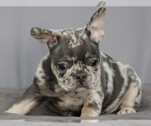 French Bulldog Puppy for sale in BOSTON, MA, USA