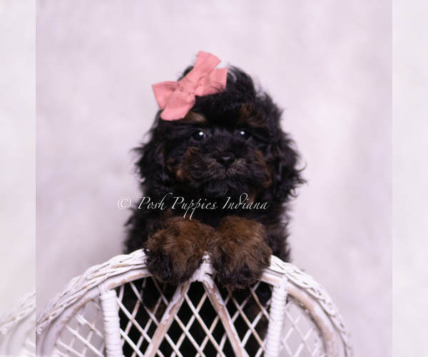 Medium Photo #2 Poodle (Toy) Puppy For Sale in WARSAW, IN, USA