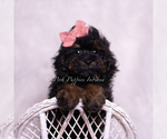 Small Photo #11 Poodle (Toy) Puppy For Sale in WARSAW, IN, USA