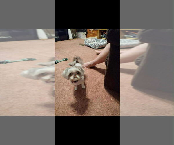 Medium Photo #3 Shih Tzu Puppy For Sale in Aurora, IN, USA