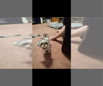 Small #2 Shih Tzu