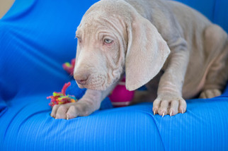 Weimaraner Puppy for sale in KENT, OH, USA