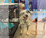 Small #4 Mutt