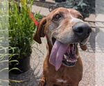 Small #1 Coonhound
