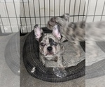 Small Photo #28 French Bulldog Puppy For Sale in SACRAMENTO, CA, USA