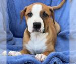 Small #6 Labrador Retriever Mix