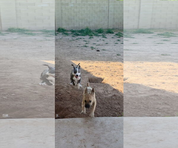 Medium Photo #6 Mutt Puppy For Sale in Goodyear, AZ, USA