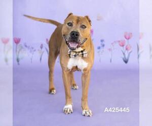 Mutt Dogs for adoption in Conroe, TX, USA