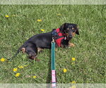 Small #8 Dachshund