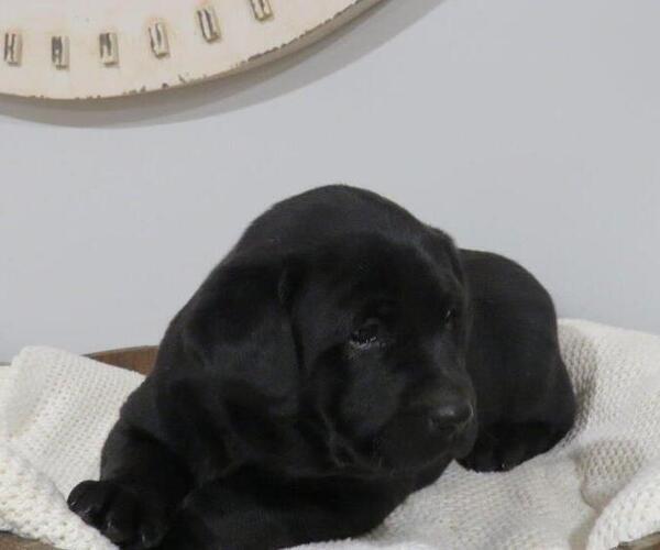 Medium Photo #4 Labrador Retriever Puppy For Sale in MILLERSBURG, OH, USA
