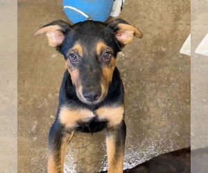 Australian Kelpie-German Shepherd Dog Mix Dogs for adoption in Sheridan, CO, USA