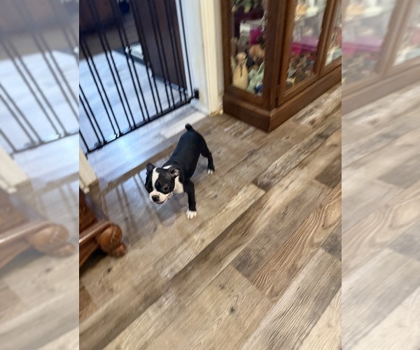 Medium Photo #10 Boston Terrier Puppy For Sale in FREDONIA, KS, USA