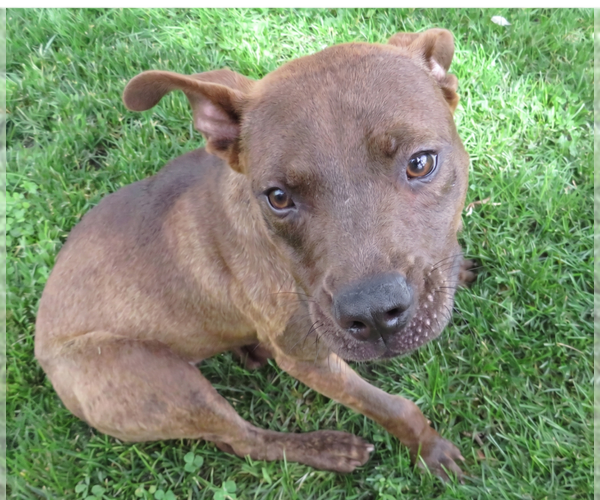 Medium Photo #4 Chihuahua-Feist Terrier Mix Puppy For Sale in Grovertown, IN, USA