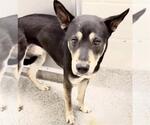 Small #1 Labrador Retriever Mix