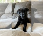 Small Photo #4 Belgian Malinois Puppy For Sale in DECATUR, AL, USA