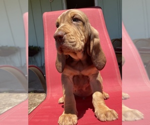 Bloodhound Puppy for sale in AROMAS, CA, USA