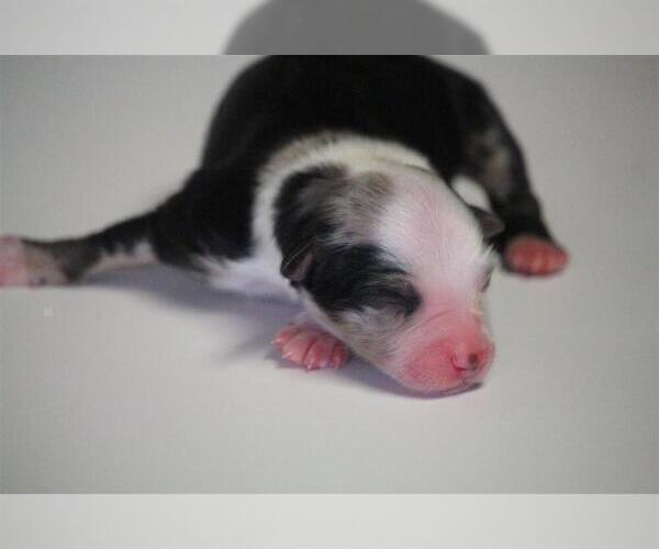 Medium Photo #3 Miniature Australian Shepherd Puppy For Sale in CIRCLEVILLE, UT, USA