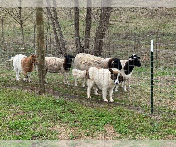 Medium Photo #4 Karakachan Puppy For Sale in ELM GROVE, LA, USA