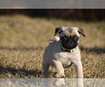 Small #7 Pug