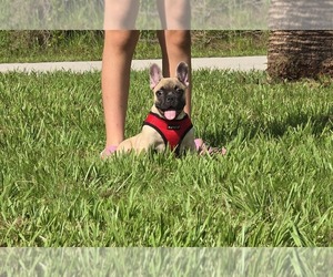 French Bulldog Puppy for sale in NORTH PORT, FL, USA