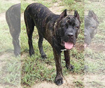 Small Photo #9 Cane Corso Puppy For Sale in MERRITT ISLAND, FL, USA