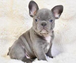 French Bulldog Puppy for sale in NEW YORK, NY, USA