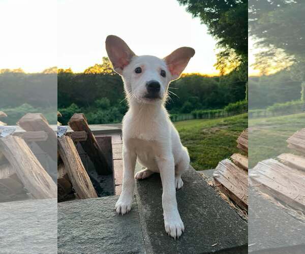 Medium Photo #9 Mutt Puppy For Sale in pomfret, CT, USA