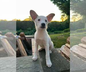 OLIVE - Female Mutt Dog for Adoption - Photo #9