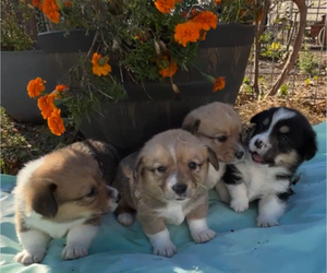 Pembroke Welsh Corgi Puppy for Sale in MIDLOTHIAN, Texas USA
