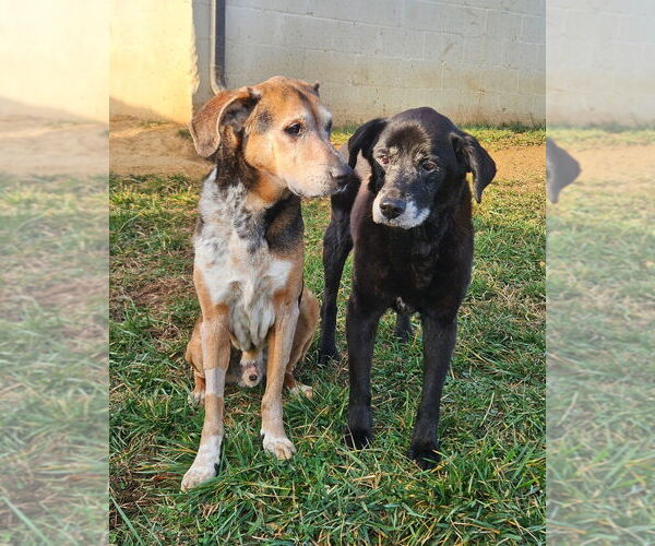 Medium Photo #2 Labrador Retriever Puppy For Sale in Maryville, TN, USA
